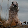 gull... burp